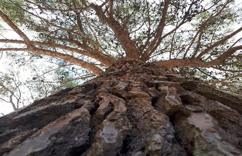 CALAFORNO RINASCE: attiva da oggi la raccolta fondi per far rivivere il parco forestale devastato dagli incendi