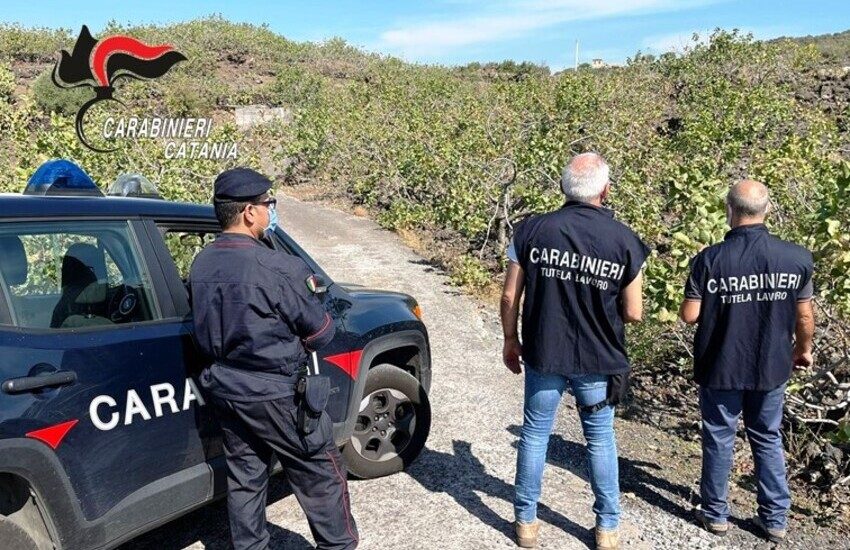 Bronte, coltivazione del pistacchio DOP, l’attività di vigilanza ha dato “buoni frutti”