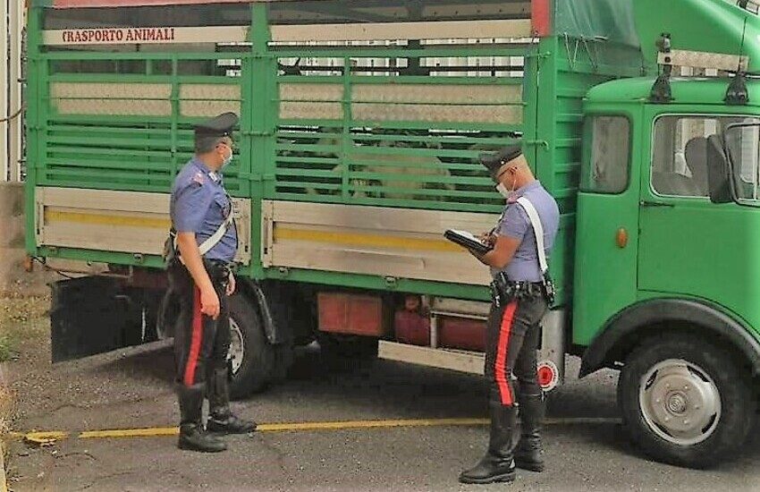 Randazzo, intercettati e denunciati due razziatori di bestiame in trasferta da Messina