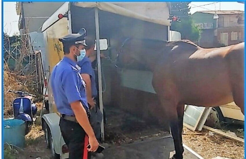 Misterbianco, sequestrato purosangue inglese detenuto illegalmente, oltre 16 mila euro di sanzioni al proprietario