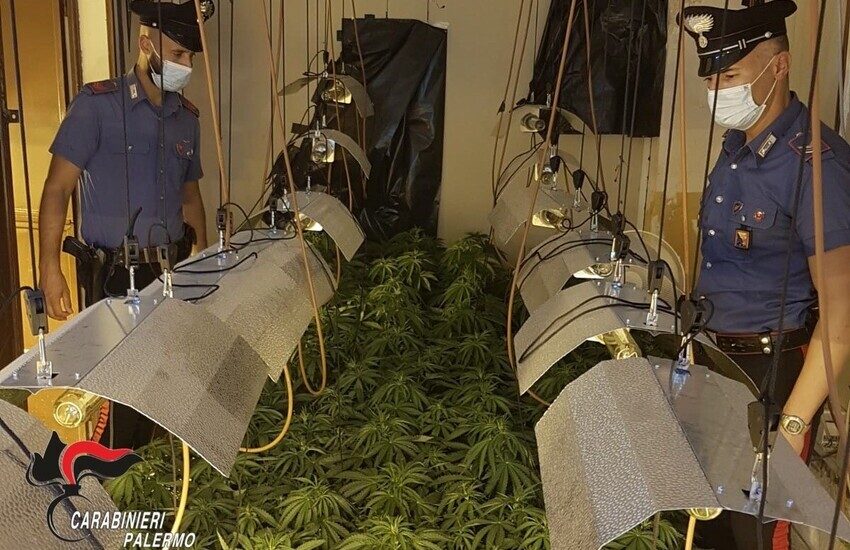 Partinico, scoperta serra di cannabis indoor. Arrestato 25enne