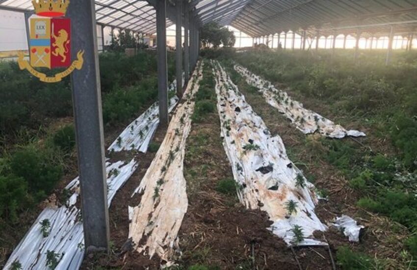 Nelle campagne 500 piantine di marijuana, arrestati due agricoltori