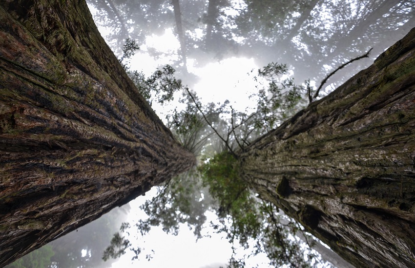 California, Sequoia national park: le fiamme minacciano gli alberi più grandi del mondo