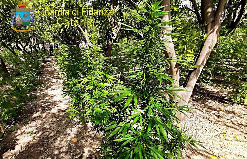 Misterbianco, trovata maxi-piantagione di marijuana da 740 piante, arrestato giovane ragalnese