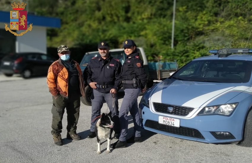 Sulmona: la Polizia ritrova raro cane da orso della Carelia