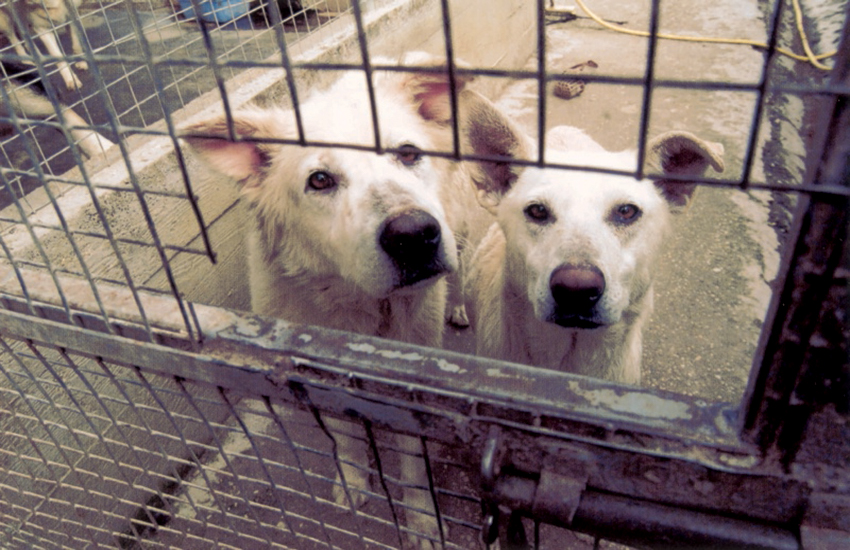 Catania, scoppia il caso dei cani trasferiti in Germania: “Pronti a un esposto in Procura”