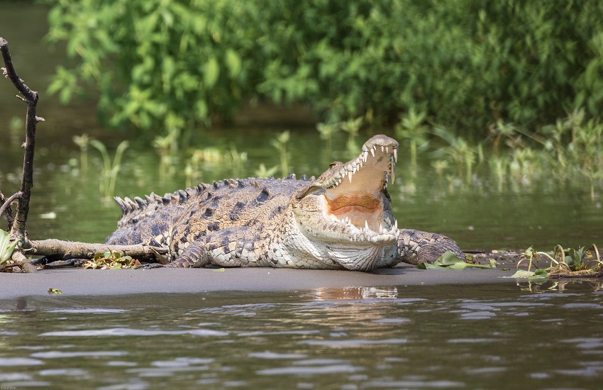 Tragedia al lago: 15enne trascinato in acqua e ucciso da un coccodrillo