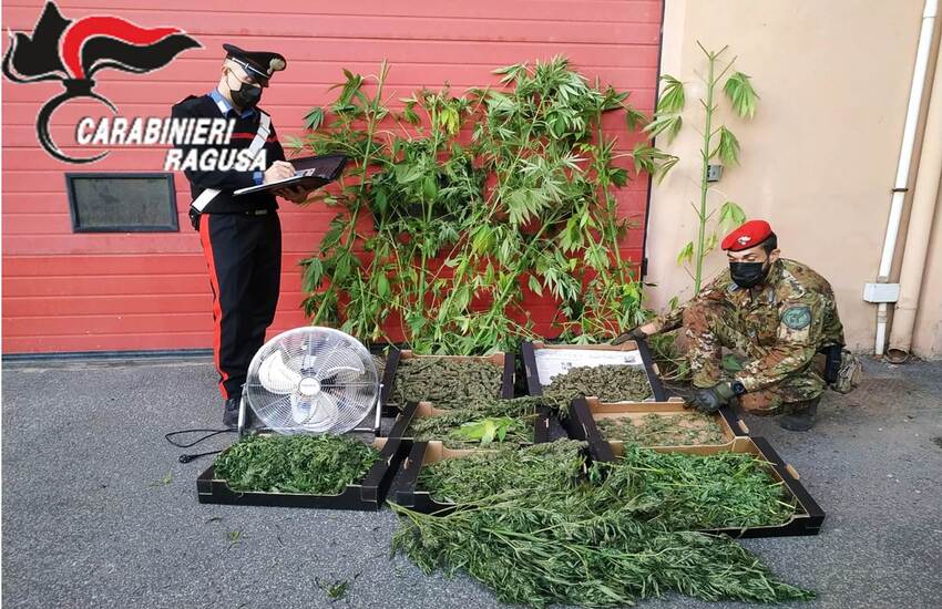 Vittoria: arrestato 48enne agricoltore in possesso di 4 kg di marijuana