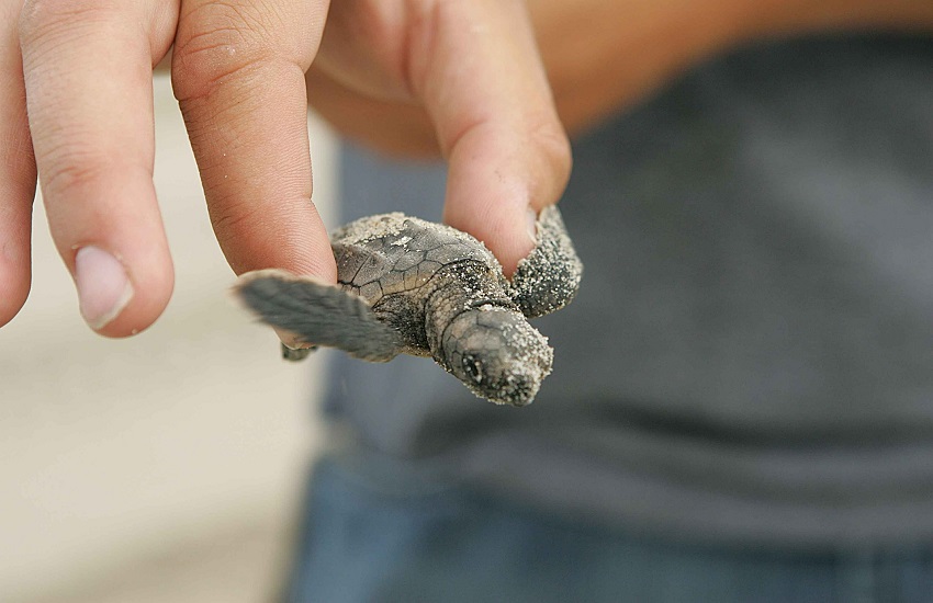 La scoperta di una bimba sulla spiaggia di Latina: nate cinque tartarughine