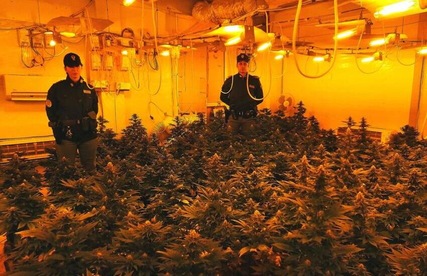 Misilmeri, piantagione di marijuana indoor con 197 piante alte 1 metro. Arrestata coppia palermitani