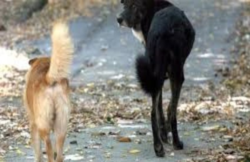 Scicli, catturati tre randagi in contrada Fiumelato. Presto un recinto trappola in contrada Milizie