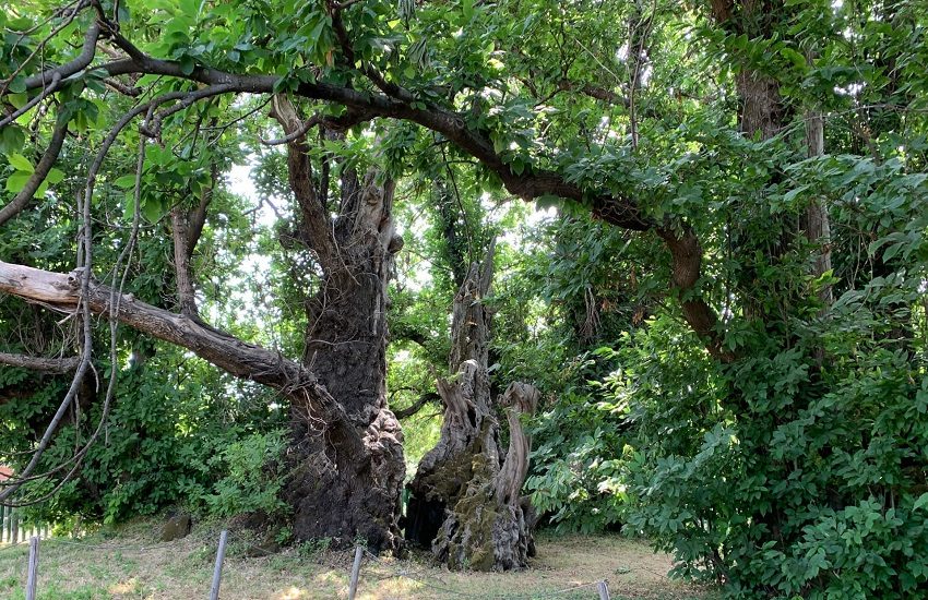 Castagno dei 100 cavalli Albero dell’Anno 2021: soddisfatto l’assessore Cordaro – FOTO