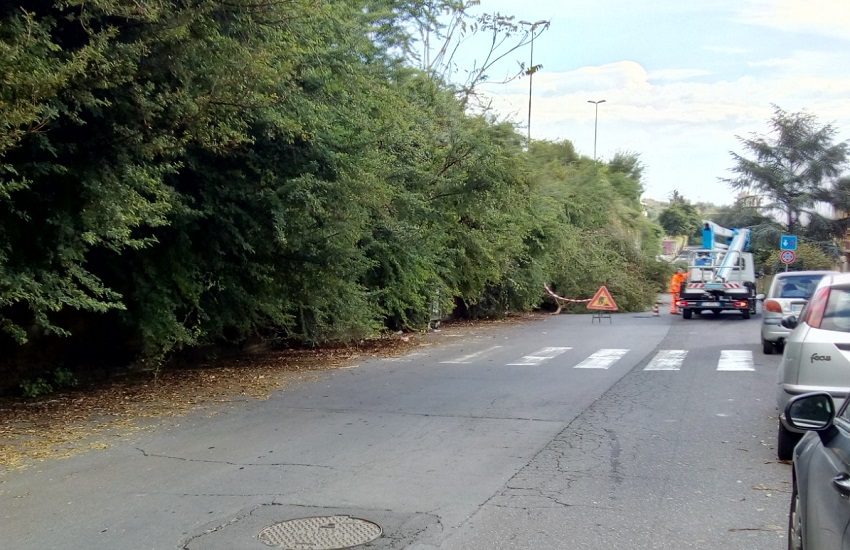 Catania, potatura alberi in via Tito Manlio Manzella: illuminazione non più ostruita – FOTO