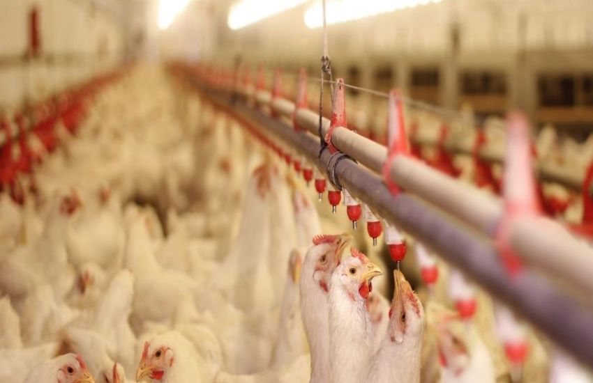 Jesi: strage di polli nell’azienda Fileni, 240mila gli animali morti senza ossigeno per il furto di rame