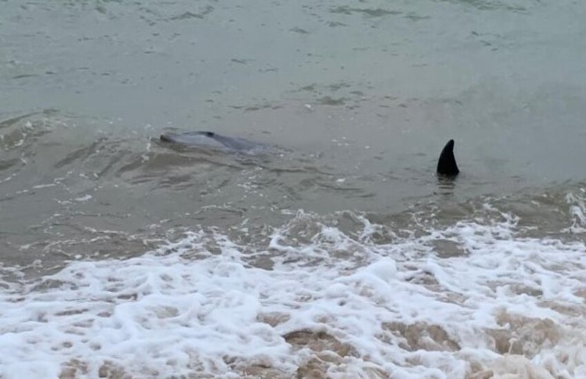Scoglitti: delfino salvato da polizia municipale a Kamarina