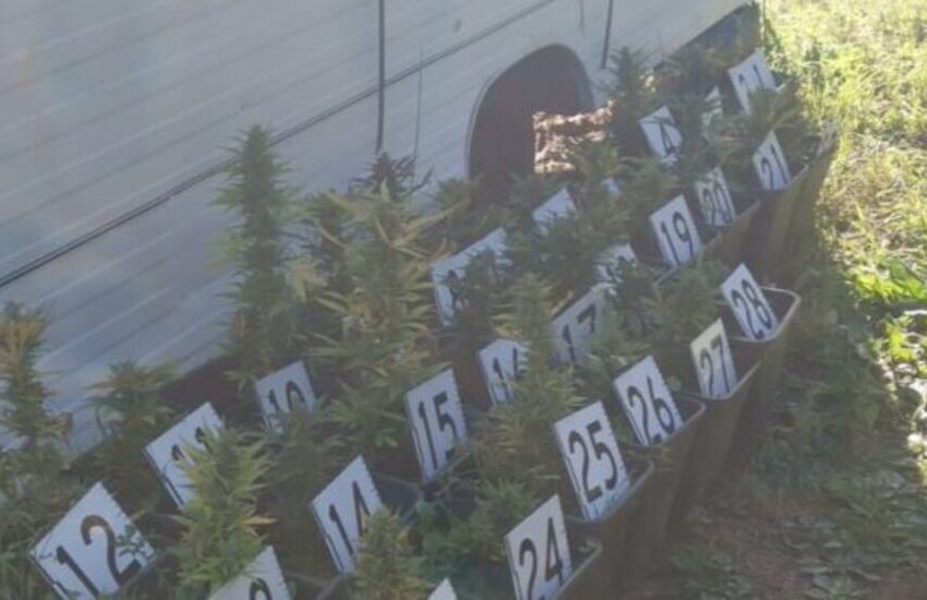Trasforma una roulotte in una serra per la Marijuana. Denunciato per spaccio 36enne