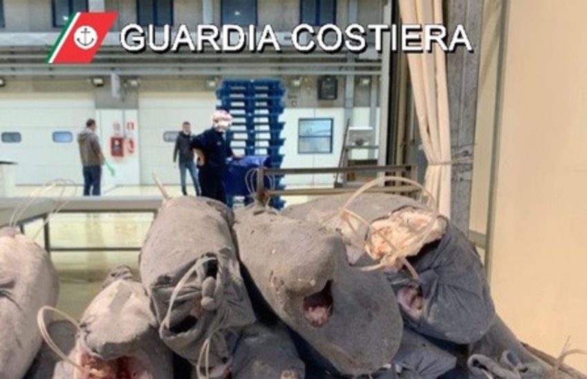 Sequestrata una tonnellata di pesce spada al Maas, un esemplare non era nemmeno idoneo al consumo