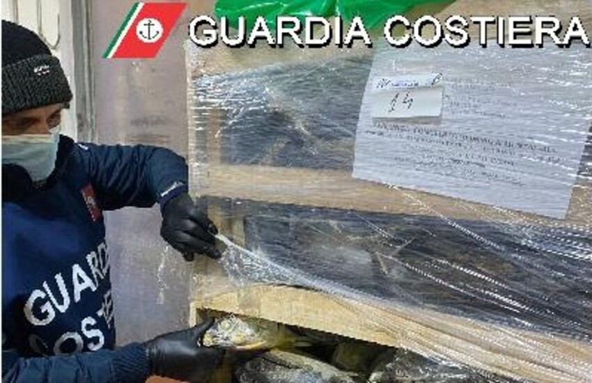 Controlli filiera ittica da Santo Stefano di Camastra a Scoglitti. Sequestrate oltre 7 tonnellate di pesce