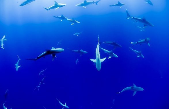 Tamigi come un immenso acquario a cielo aperto, popolato da squali