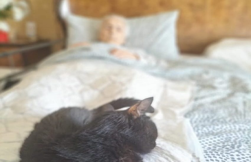 Catania, anziana di 93 anni muore assieme alla gatta di 23 anni: il post commosso della figlia su Facebook