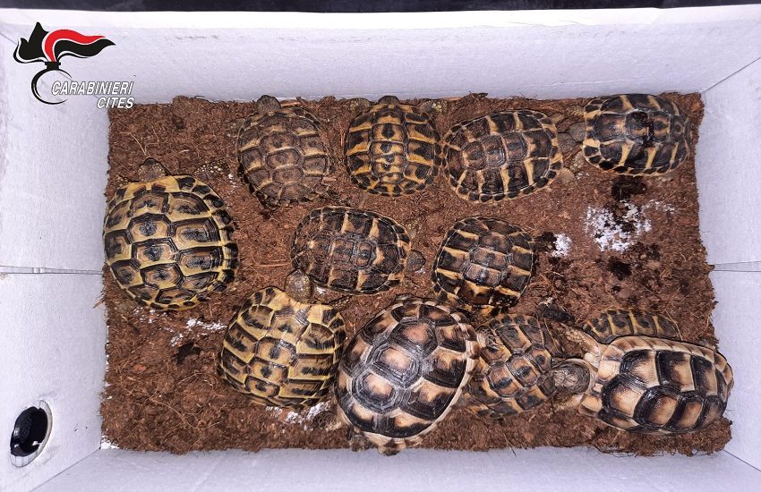 Traffico e vendita di oltre 200 animali tra diverse province dell’isola: denunciate 23 persone