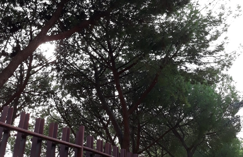 Processionaria nei pini ed escrementi uccelli al parco Zammataro: allarme tra i residenti