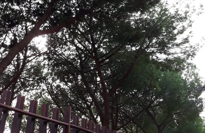 Processionaria nei pini ed escrementi uccelli al parco Zammataro: allarme tra i residenti