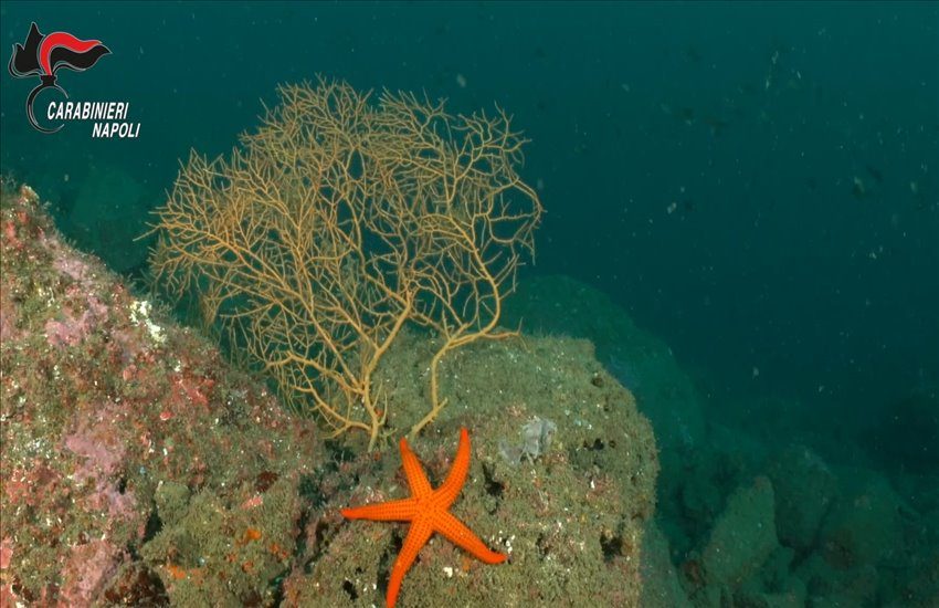 Torre Annunziata, guerra aperta contro il bracconaggio ittico: porto presidiato da motovedetta e sub (VIDEO)
