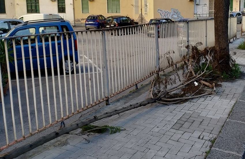 Catania, alberi alti e pericolanti ostruiscono illuminazione in via Luigi Pirandello: alza la voce il Comitato Vulcania – GALLERY