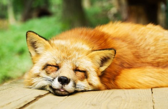 Senato, no alle pellicce: emendamento dice no ad allevare e uccidere animali per questo motivo (pro e contro)