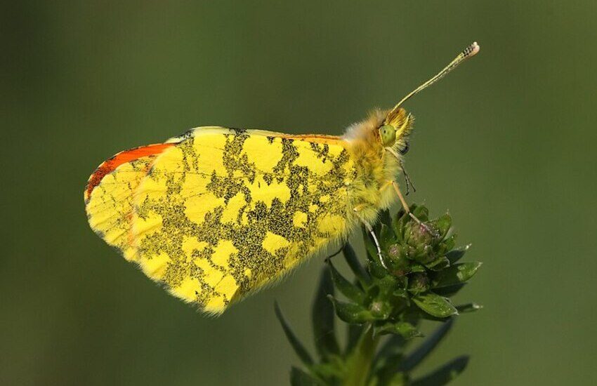Quella farfalla che ha il colore del sole, conosci l’Aurora dell’Etna?