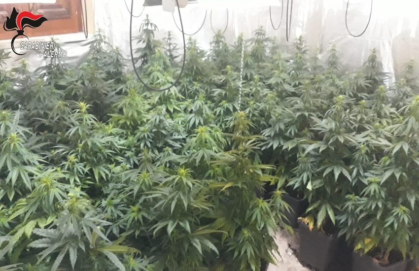 Piantagione di cannabis ben curata in casa: in manette coppia a Palermo