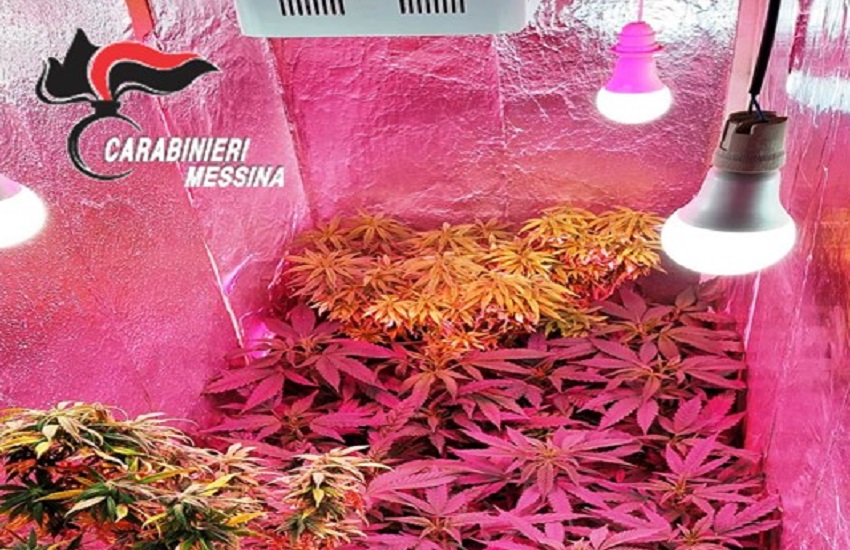 Serra di 62 piante di marijuana con lampade in casa: domiciliari per un 39enne a Messina