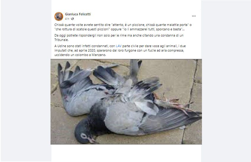 Uccisero un colombo con pistola ad aria compressa: due condannati