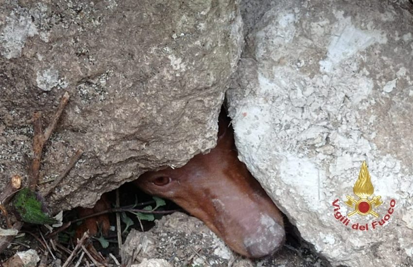 Palagonia, i Vigili del Fuoco hanno appena salvato Rocco – Foto gallery