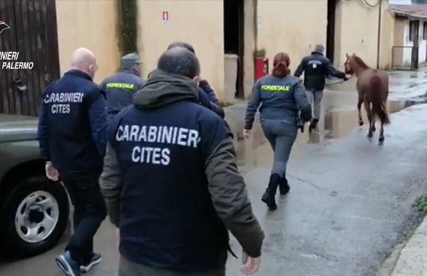 Brancaccio, corse clandestine di cavalli, identificato un fantino e ritrovato uno dei cavalli