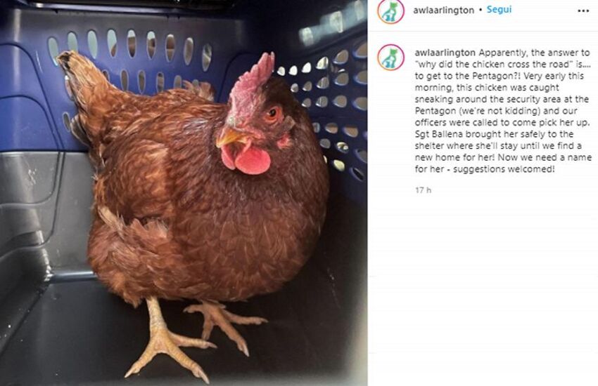 Pentagono, una gallina tenta di entrare nel palazzo più blindato al mondo