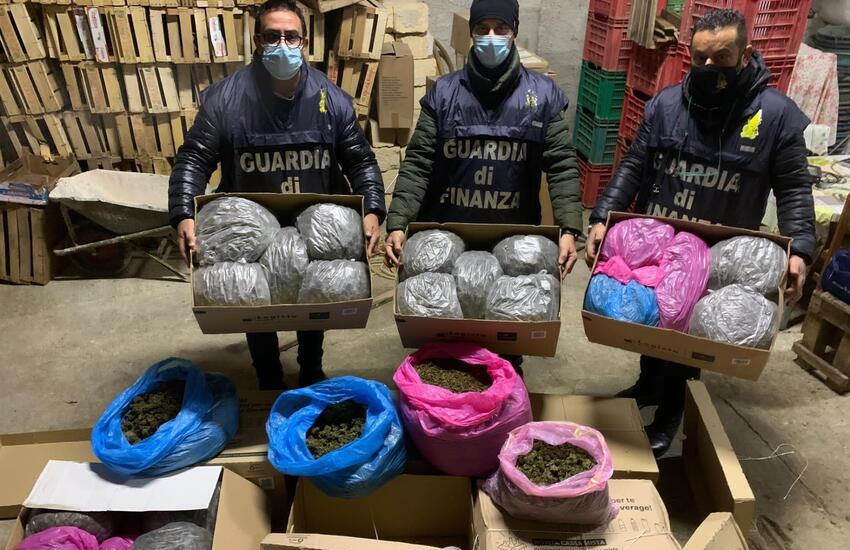 (Video) Monreale, scoperta maxi piantagione da 1000 piante di marijuana. Arrestato il responsabile