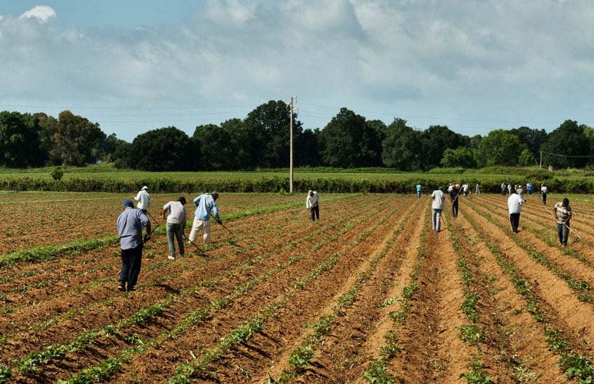 Caporalato, verifiche nell’Agro Pontino: scovati 17 lavoratori in nero