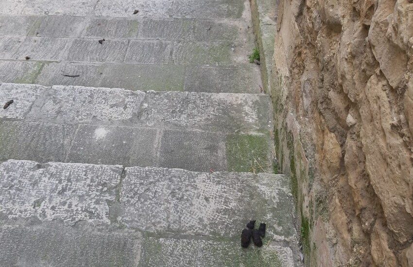 Ragusa Ibla invasa da escrementi di cani. “Biglietto da visita da dimenticare per i numerosi visitatori che ieri hanno animato le viuzze della città antica”