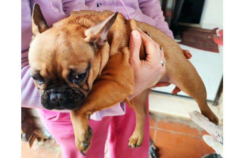 Trafficavano illegalmente in animali da compagnia: denunciate tre persone di Latina