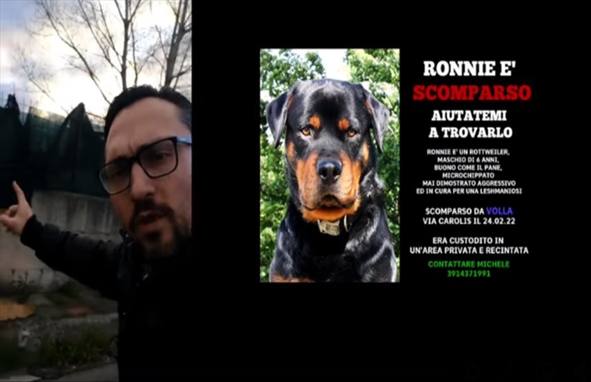 Continuano i furti di cani a Napoli e provincia, l’ultimo caso un rottweiler rapito a Volla