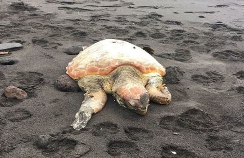 Stromboli, tartaruga Caretta Caretta trovata morta in spiaggia: uccisa da una lenza ingoiata
