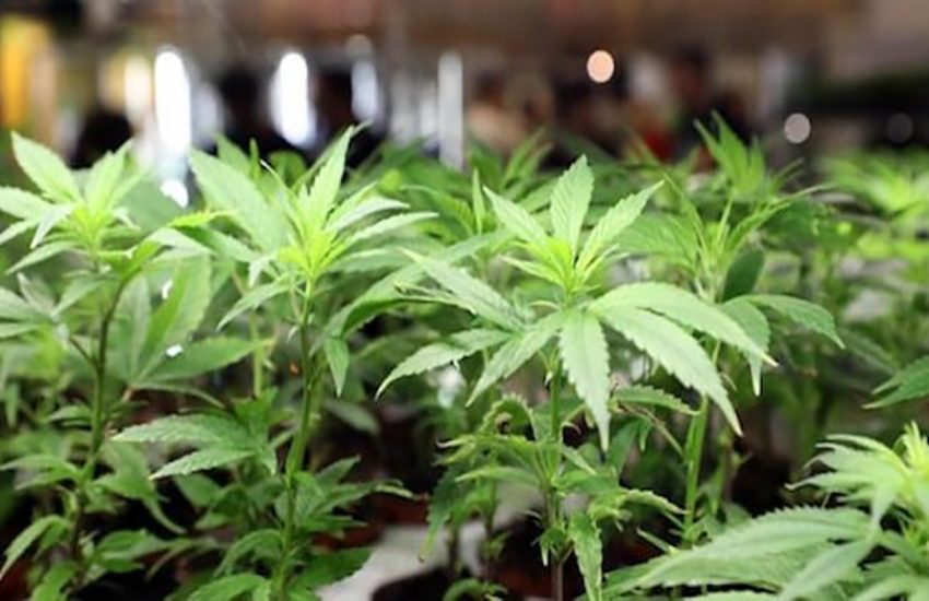 La Consulta rigetta anche il referendum sulla cannabis