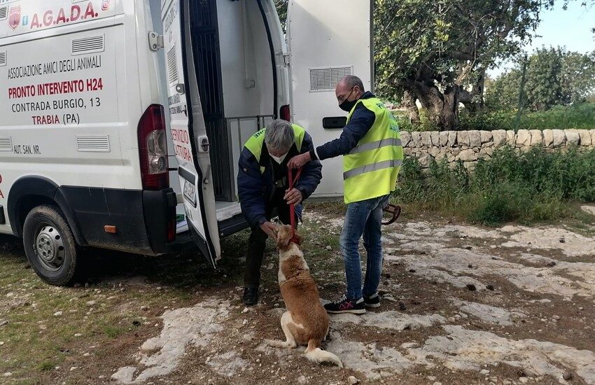 Scicli: sgomberato definitivamente il canile abusivo di contrada Licozia