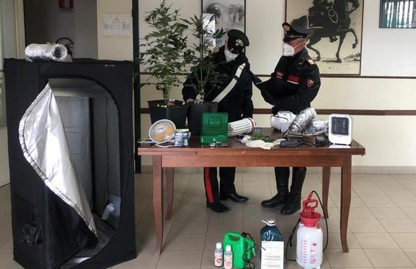 Serra di marijuana nel garage a Terracina: arrestato giovanissimo