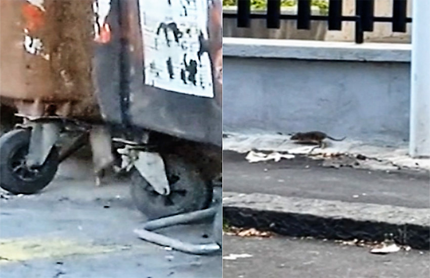 Catania infestata dai topi e l’emergenza sanitaria taciuta