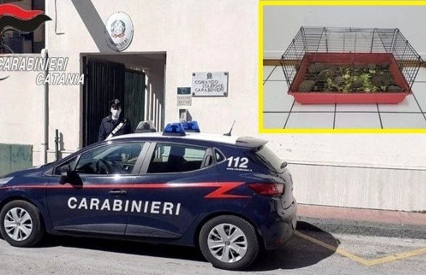 San Pietro Clarenza, deteneva illegalmente animali in via di estinzione. Denunciato