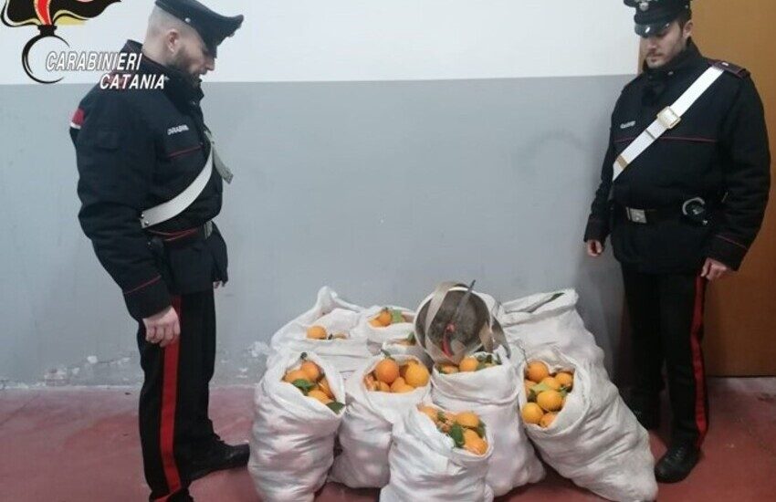 Mineo, fermati con oltre 400 kg di arance rubate nel bagagliaio: 3 arresti