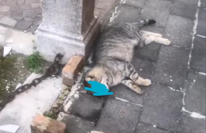 Scoperta choc al cimitero di Frattamaggiore, 7 gatti della colonia felina morti avvelenati
